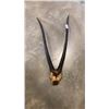 Image 1 : 42" GAZELLE ANIMAL HORNS