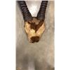 Image 2 : 42" GAZELLE ANIMAL HORNS
