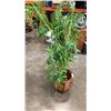Image 3 : ARTIFICIAL TREE IN PLANTER