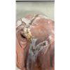 Image 4 : CAST WALRUS HEAD