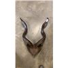 Image 1 : 31" GURU ANIMAL HORNS