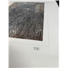 Image 2 : "Tamarack Crowd" Original Alberta Landscape Photographs by Brian Van Sickle