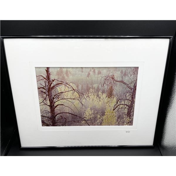 "Charred Pines" Original Alberta Landscape Photographs by Brian Van Sickle