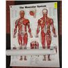 Image 1 : LOT OF 2 MUSCULAR STRUCTURE POSTERS