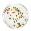 Image 1 : Lot of Gold Nuggets 1.97 Grams Total Weight