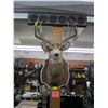 Image 1 : MOUNTED MULE DEER