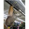 Image 2 : MOUNTED MULE DEER