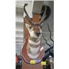 Image 1 : MOUNTED PRONG HORN HEAD