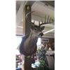Image 1 : MOUNTED WHITETAIL DEER