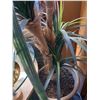 Image 2 : LARGE ARTIFICIAL PLANT
