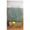 Image 1 : ARTIFICIAL PLANT IN BASKET