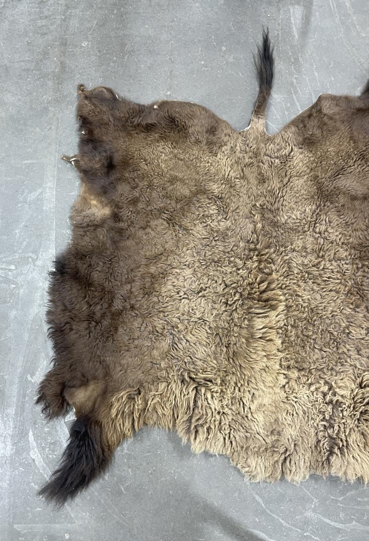 Large Taxidermy Montana Buffalo Hide Robe Rug