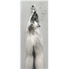 Image 2 : Beautiful Ranch Marbled Fox Fur Pelt Taxidermy