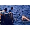 Image 1 : Autograph Signed  Jaws Photo