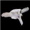 Image 1 : A Whale Vertebrae.