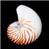 Image 2 : A Nautilus Shell.