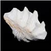 Image 1 : A Giant Clam Shell.