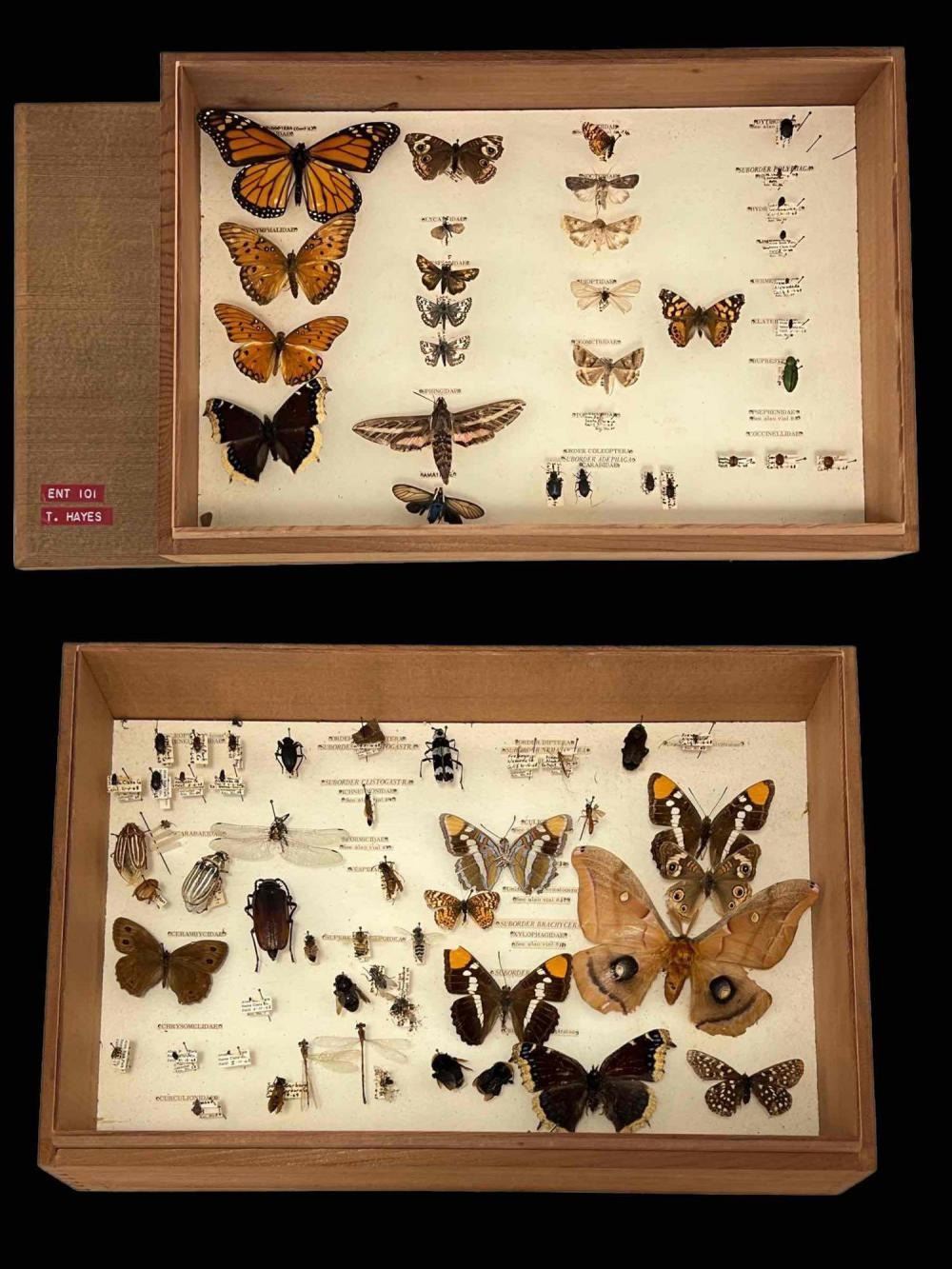 Sample Collection Insects Older Insect Specimen Collection