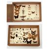 Image 2 : Older Insect Specimen Collection