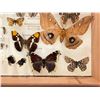 Image 8 : Older Insect Specimen Collection