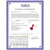 Image 2 : Genuine 2.9 ctw Ruby Earrings 14KT Rose Gold - REF-27W6Y