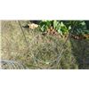 Image 3 : (5) Large Plant Cages - 54" tall 18" diameter