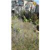 Image 1 : (5) Large Plant Cages - 54" tall 18" diameter