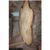 Image 2 : (3) Tree Trunk Slabs (wood has been treated to prevent splitting)