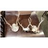 Image 1 : 3 SMALL ANIMAL ANTLERS