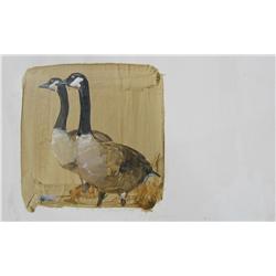 Thomas Quinn Canada Geese