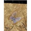 Image 2 : Antique Wood Framed Tray with Pressed Butterflies & Florals Under Glaass 23"x 13"