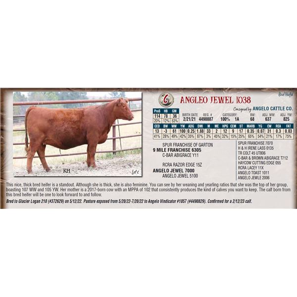 ANGLEO JEWEL 1038