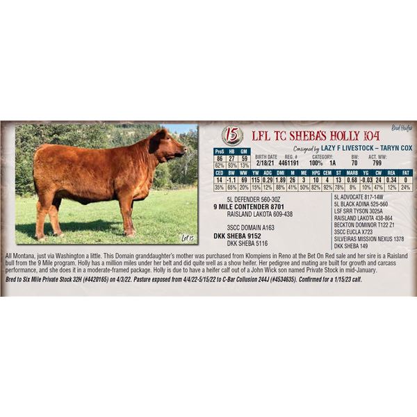 LFL TC SHEBA'S HOLLY 104