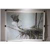 Image 1 : Unframed limited edition giclee print titled "The Return-Bald Eagle Pair" signed by artist Robert Ba