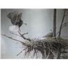 Image 2 : Unframed limited edition giclee print titled "The Return-Bald Eagle Pair" signed by artist Robert Ba
