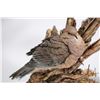 Image 2 : Fired clay sculpture "Mourning Dove" by artist Paul Brunelle, 10 1/2" in height