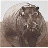 Image 5 : Four limited edition etchings including Walrus 105/175, Hippo 105/ 175, Cow 105/175 and a Zebra 61/ 