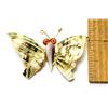 Image 1 : NATURAL SHELL AND CORAL BEAD BUTTERFLY