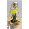 Image 1 : SHOW HOME LARGE LIGHT BULB SHAPE TERRARIUM