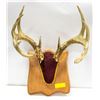 WHITE TAIL DEER ANTLERS MOUNTED ON RED VELVET