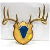 WHITE TAIL DEER ANTLERS MOUNTED ON BLUE VELVET