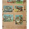 Image 2 : Vintage Papoose Trading Cards