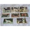 Image 1 : Vintage Collector Cards Front and Back  Dogs