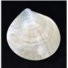 Image 4 : Navajo Orange Shell Necklace and Large Shell