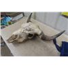 Image 2 : Buffalo Skull - Horn Spread 28"