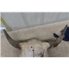 Image 3 : Buffalo Skull - Horn Spread 28"