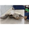 Image 4 : Buffalo Skull - Horn Spread 28"