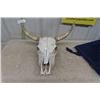 Image 1 : Bovine Skull