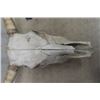 Image 2 : Bovine Skull