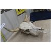 Image 3 : Bovine Skull